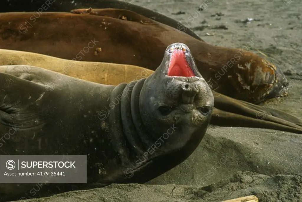Elephant Seal (Mirounga leonina) Antarctica - Seals lay on beach to molt