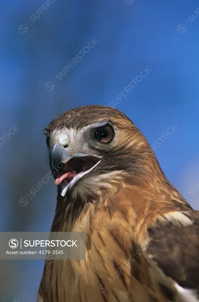 Red-tailed Hawk showing Tongue (Buteo jamaicensis), Hoosic Falls, NY