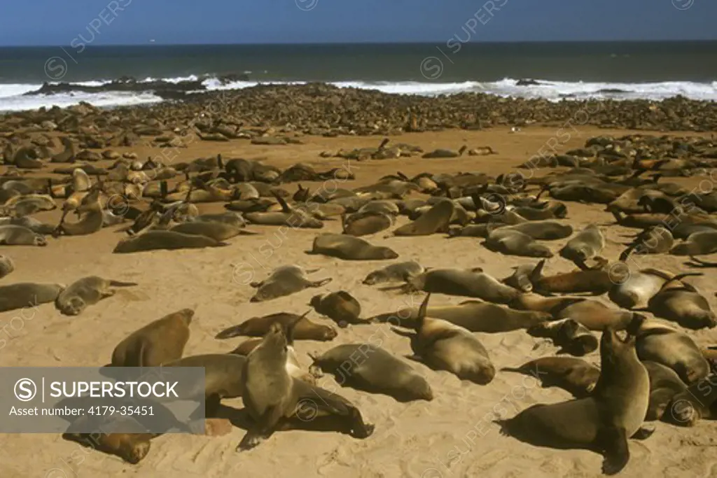 Cape Fur Seal Colony (Arctocephalus pusillus), Cape Cross, Namibia