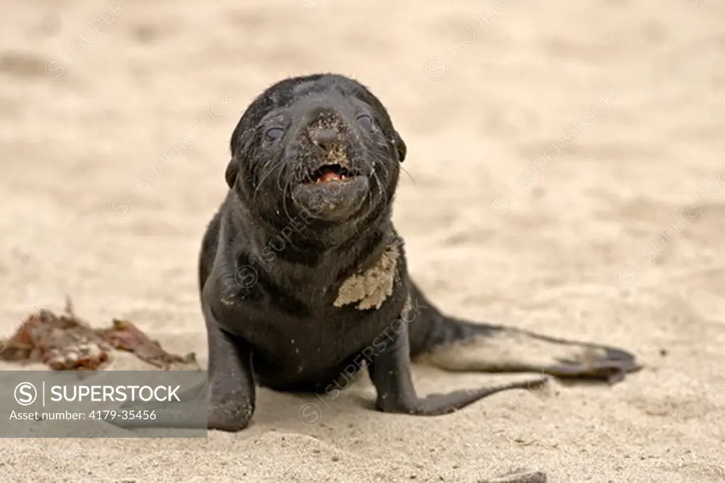 Cape Fur Seal (Arctocephalus pusillus) young, Cape Cross, Namibia