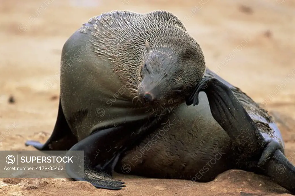 Fur Seal scratching (Arctocephalus pusillus) Cape Cross Seal Reserve, Namibia