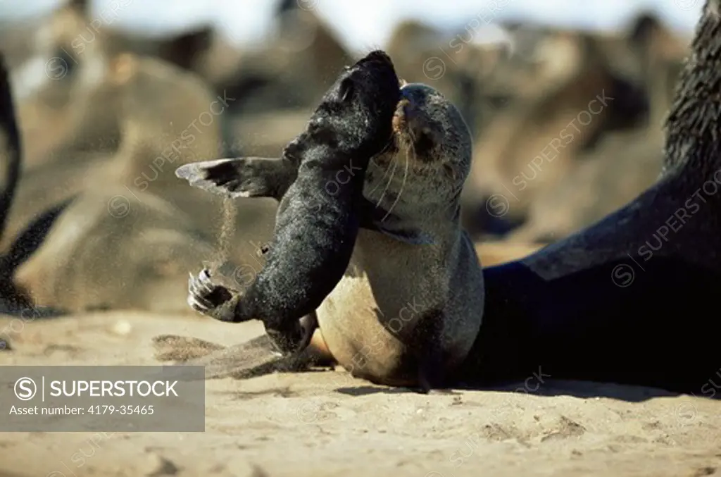 Brown Fur Seal lifting newborn pup (Arctocephalus pusillus) Cape Cross Seal Reserve, Namibia