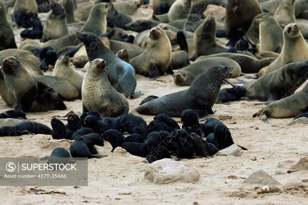Brown Fur Seal colony with creche of with newborn pups (Arctocephalus pusillus) Cape Cross Seal Reserve, Namibia