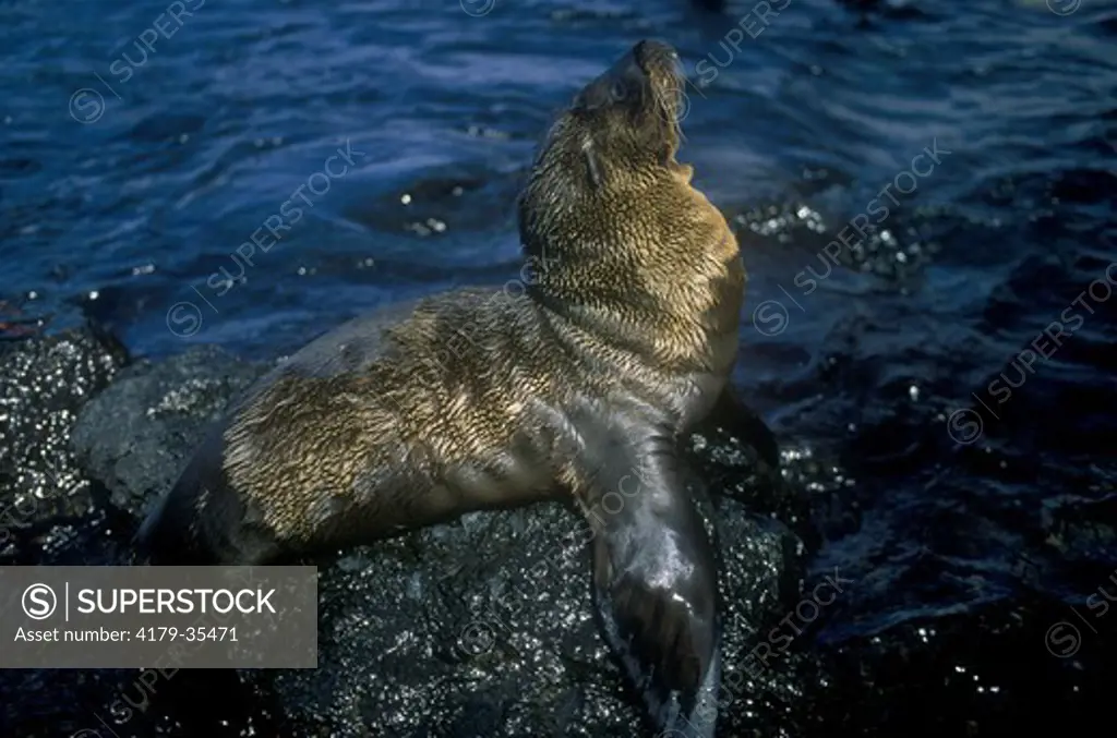 Galapagos Fur Seal (Arctocephalus galapagoensis) Galapagos Is.