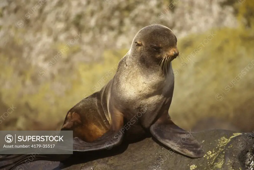 Northern Fur Seals (Callorhinus ursinus) Female in Rookery/Summer/Alaska