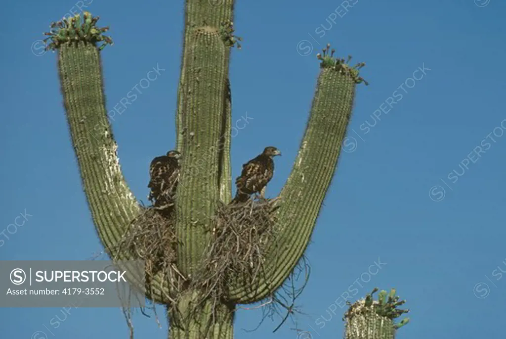 Juvenile Red Tailed Hawk in Nest (Buteo jamaicensis) Organ Pipe NM cactus