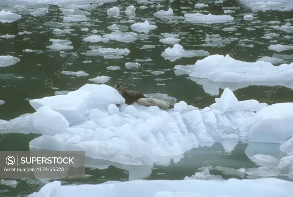 Northern Fur Seal Cow & Pup (Callorhinus alascanus) on Ice Floe in Tracy Arm, AK