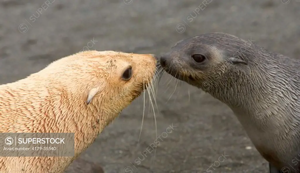 Blonde and typical Antarctic fur seals  (Arctocephalus gazella) females, interact and touch noses on beach, fall,  Right Whale Bay; Southern Ocean; Antarctic Convergance; South Georgia Island