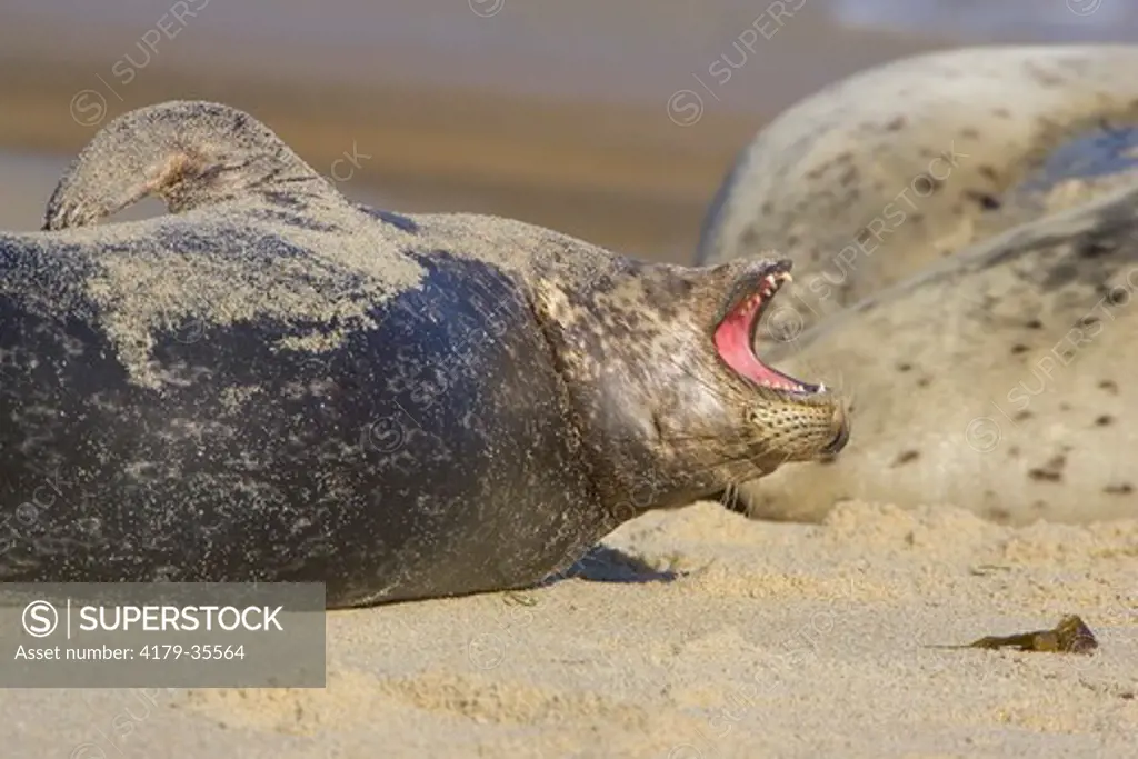 Eastern Pacific Harbor Seal (Phoca vitulina richardii) San Diego, California, USA