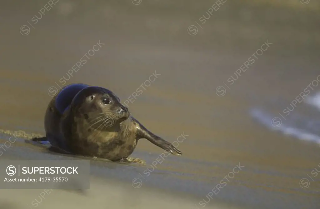 Harbor Seal (Phoca vitulina) on Beach, San Diego, California