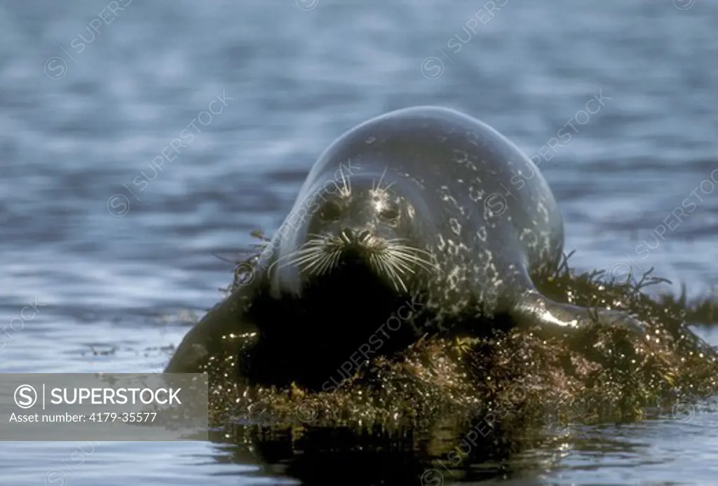 Harbor Seal (Phoca vitulina) Coastal CA & NE USA  May
