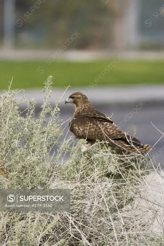 Immature Red-Tailed Hawk (Buteo jamaicensis) in Saltbush by road at Palm Springs, CA USA