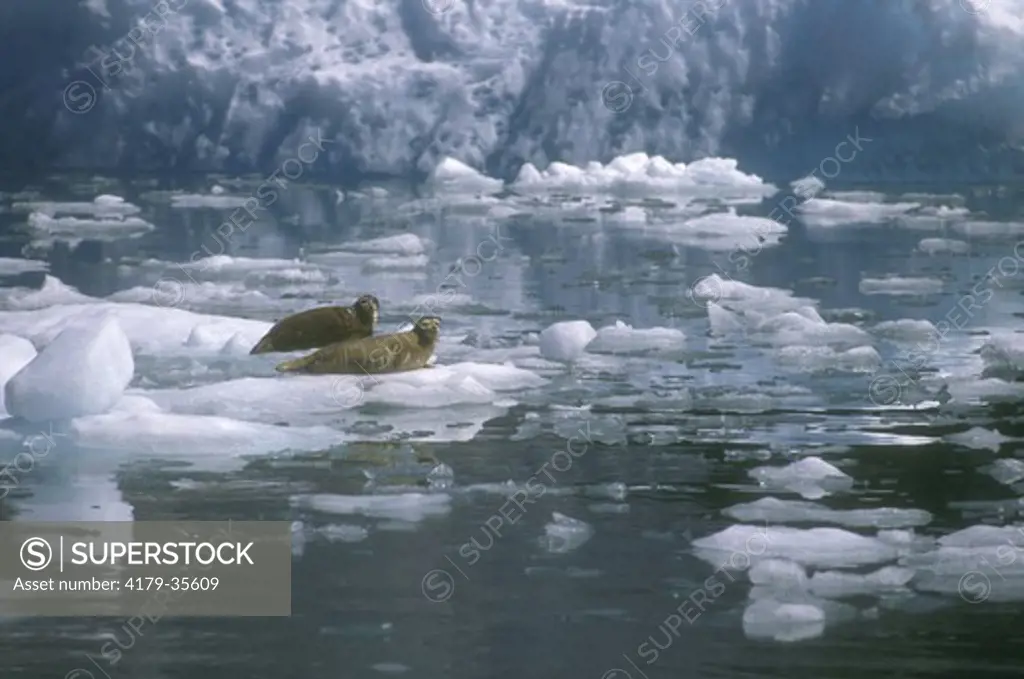 Harbor Seals on Ice Floe (Phoca Vitulina) Glacier at Tracy Arm, AK
