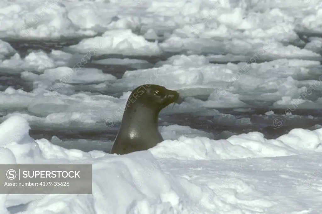 Harp Seal female (Phoca groenlandica)ice pack Gulf of St. Lawrence