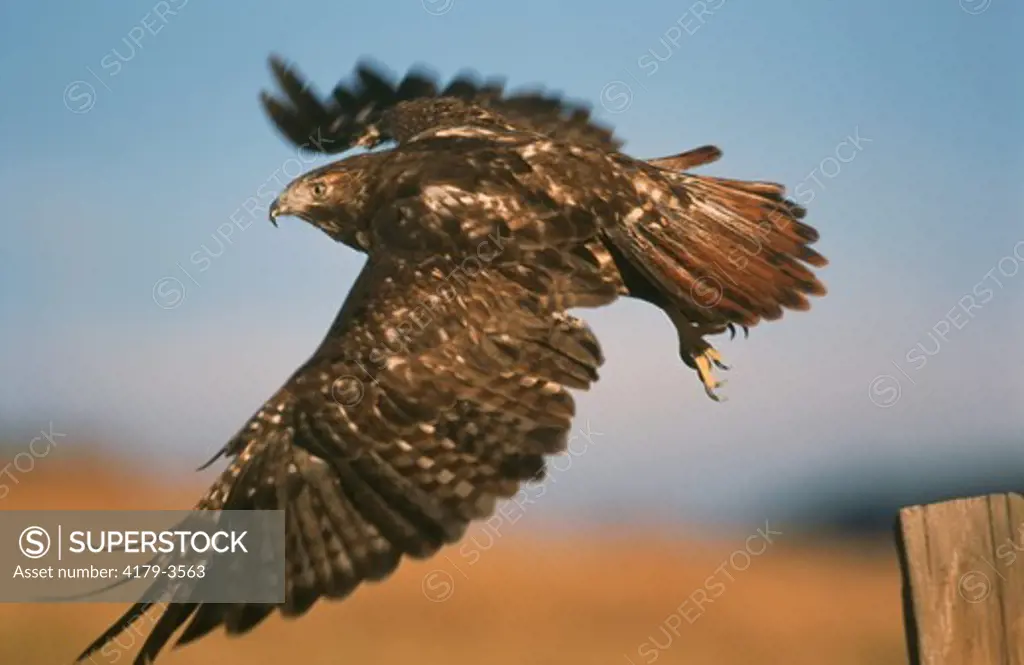 Red-tailed Hawk (Buteo jamaicensis) Dark Phase in Flight, CO