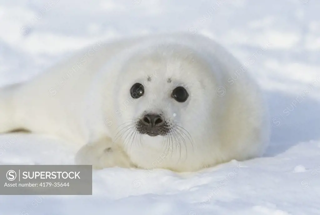 Harp Seal Pup (Pagophilus Groenlandicus), Madeleine Islands, P.Q., Canada