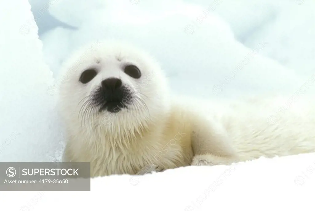 Harp Seal Pup (Phoca groenlandica), Gulf of St. Lawrence