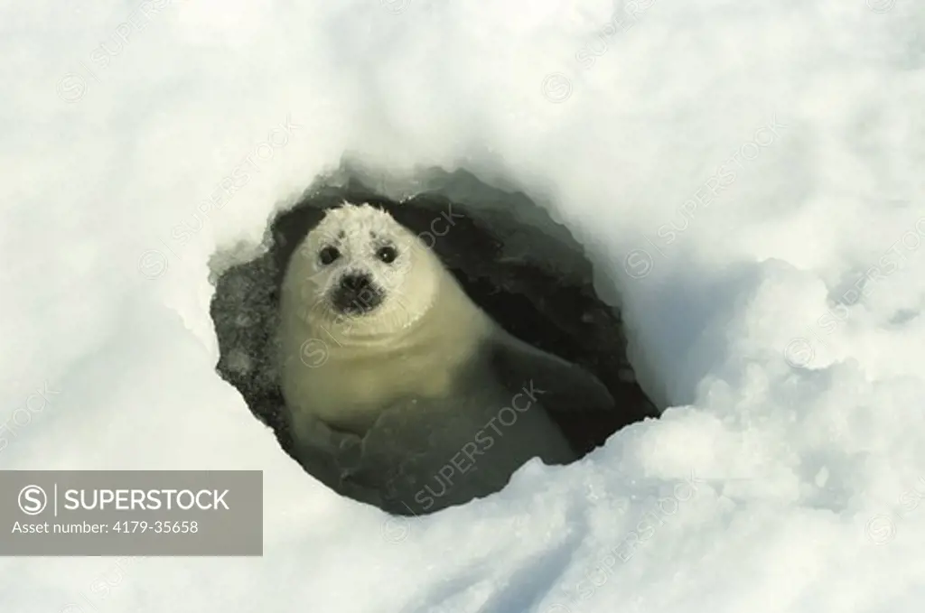 Harp Seal Pup in icehole Canada