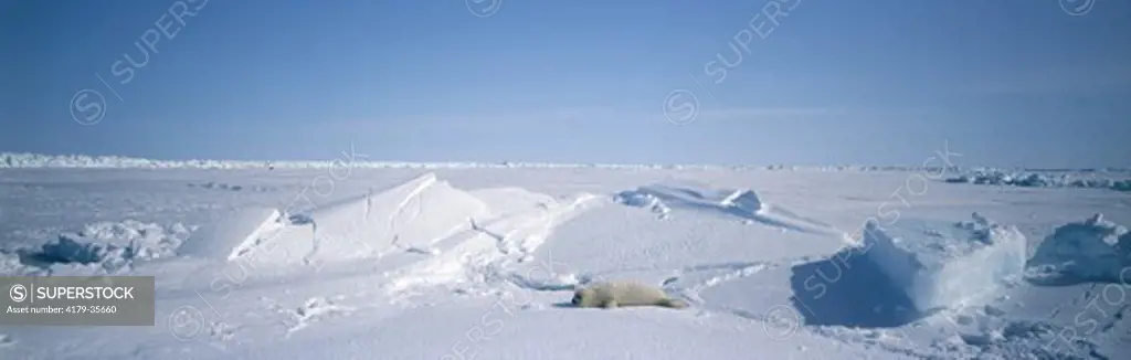 Young Harp Seal, Canada