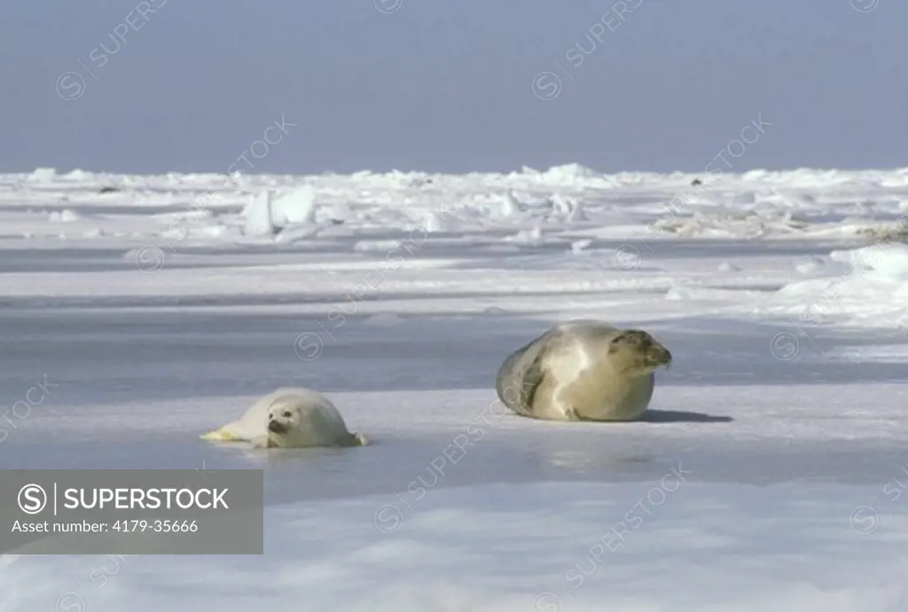 Harp Seal w/pup (Phoca groenlandica) on ice pack Gulf of St. Lawrence