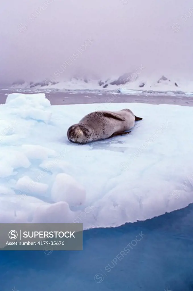 Leopard seal resting on ice flow - Antarctic Peninsula