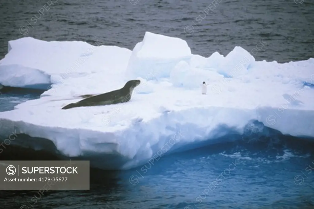 Leopard Seal & Adelie Penguin on Ice Floe Antarctica