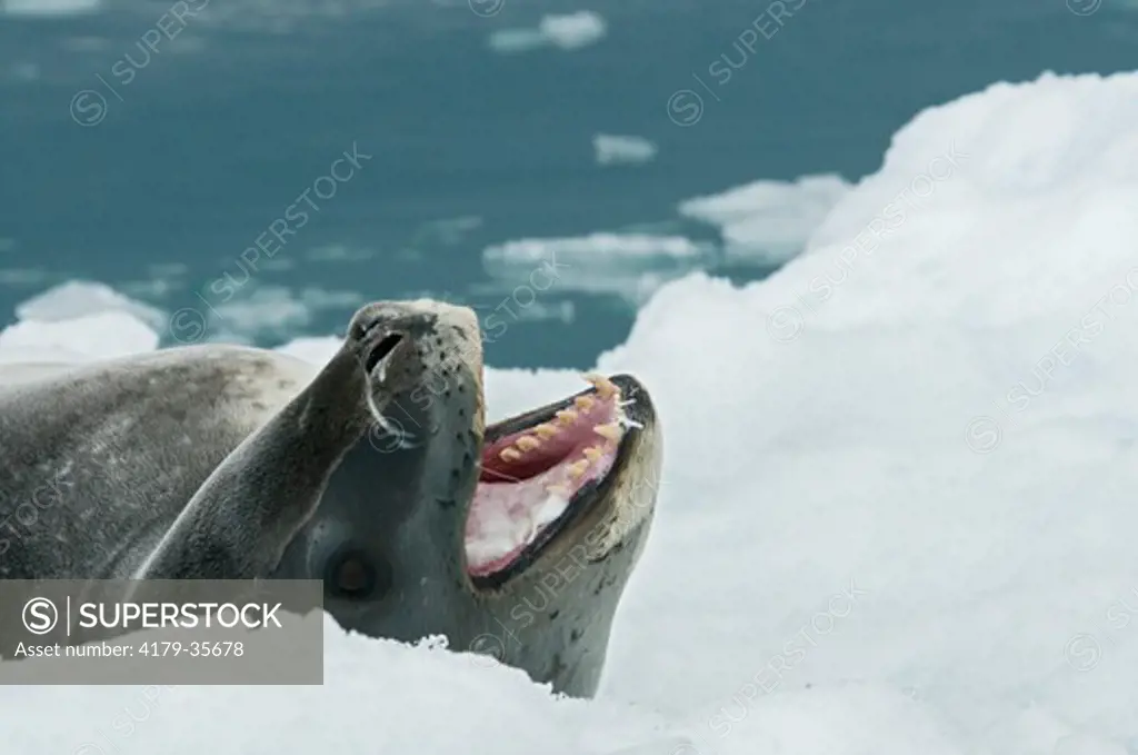 Leopard Seal on ice floe at Palmer Station, Antarctica  (Hydrurga leptonyx)