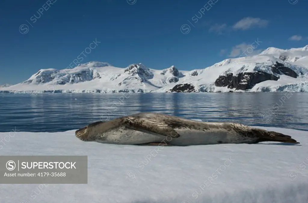 Leopard Seal, Paradise Bay, Antarctica  20090103 ()
