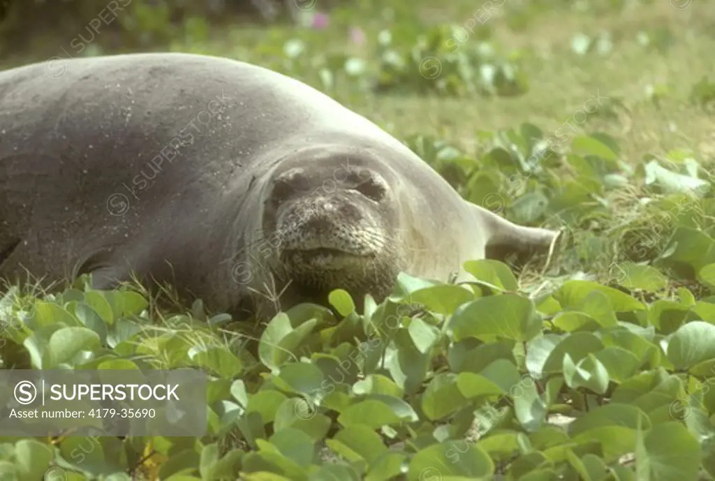 Hawaiian Monk Seal - Wild (Monachus schauinslandi) Midway Atoll