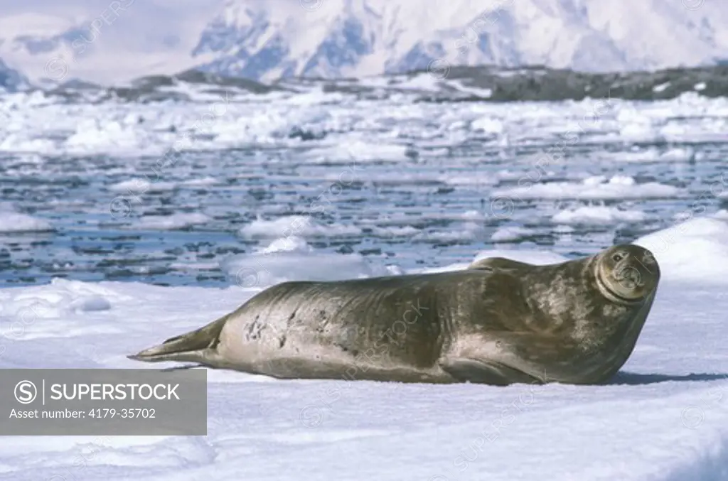 Weddell Seal (Leptonychotes weddelli), Anvers Isl., Antarctica