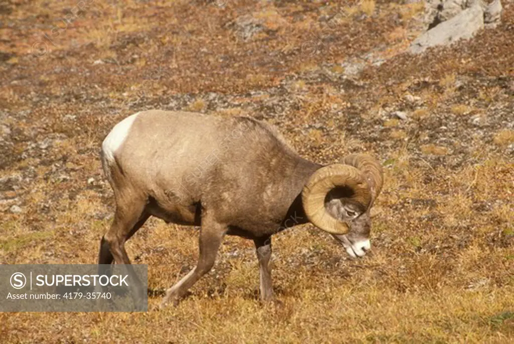 Bighorn Sheep (Ovis canadensis) Banff NP, Alberta, Canada