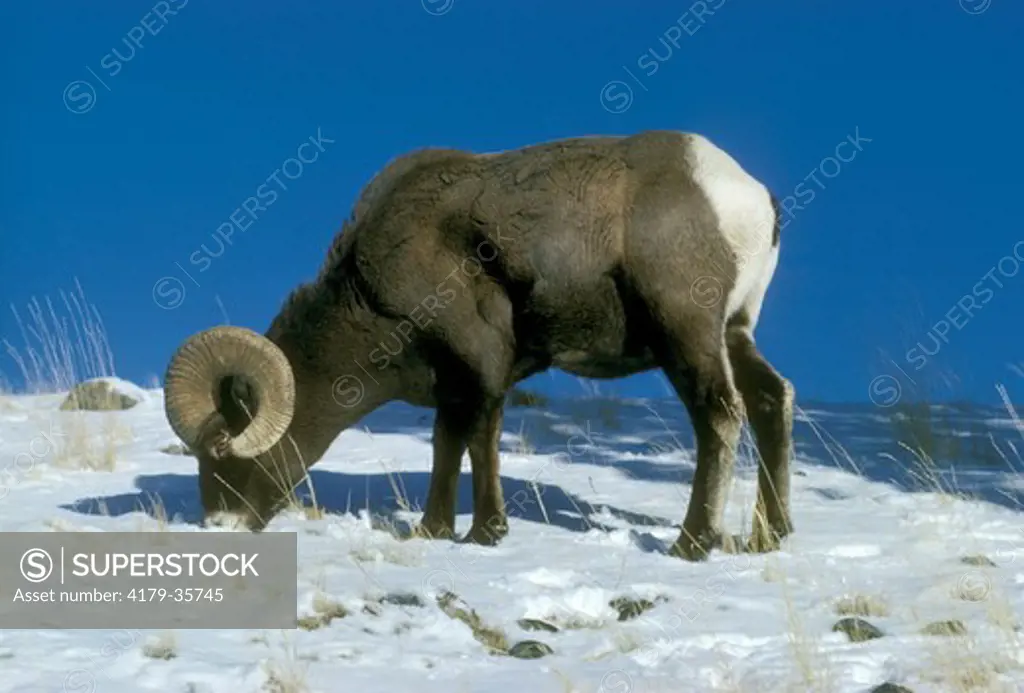 Bighorn Sheep (Pvis canadensis) Ram, MT