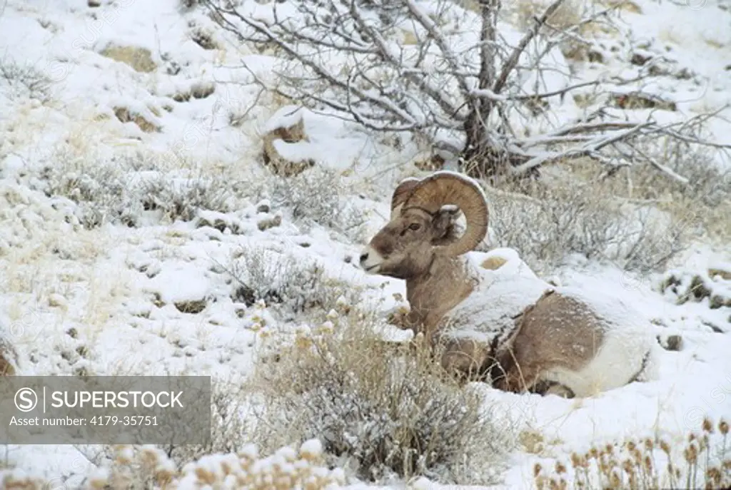 BH-204 Bighorn Ram (Ovis canadensis) resting in the snow. Ashley National Forest, Utah. Original: 35mm Transparency.