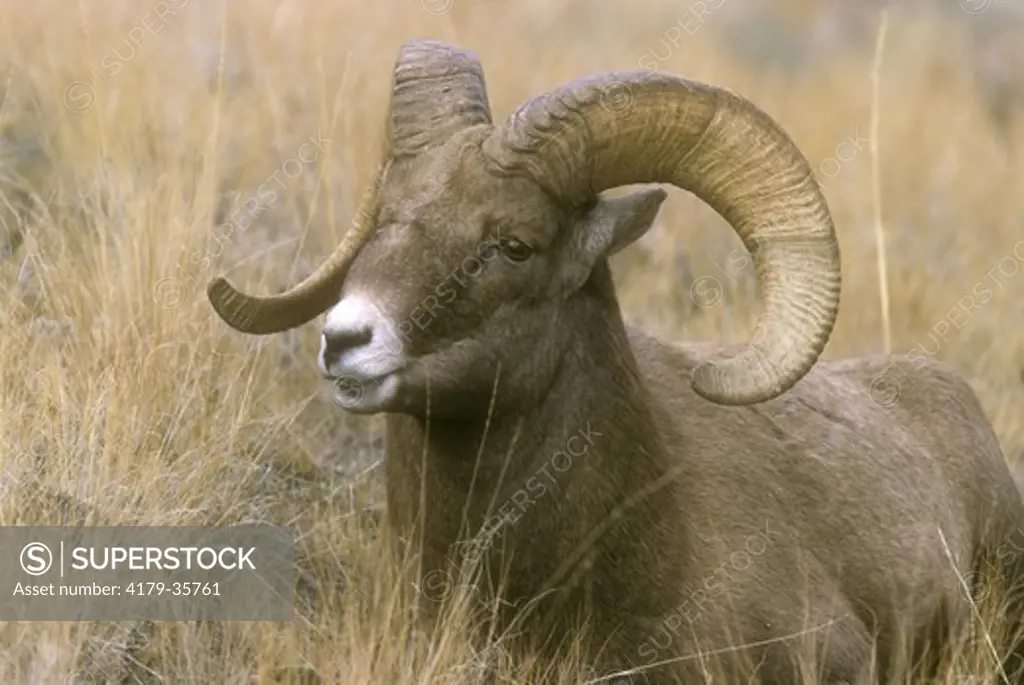 Bighorn Ram (Ovis canadensis)  M6061 Gallatin NF, Montana