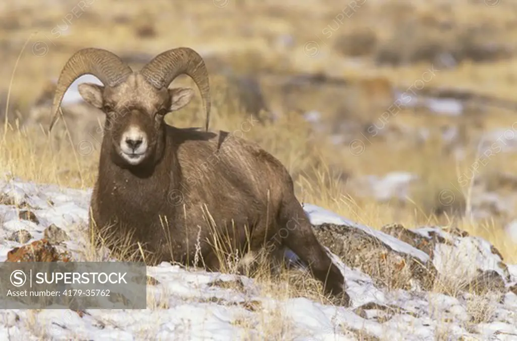 Bighorn Ram (Ovis canadensis), Gallatin NF, Montana