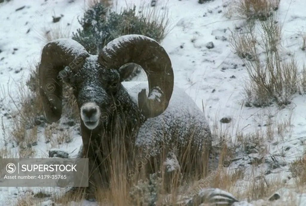 Bighorn Sheep Ram in Snowstorm (Ovis canadensis) Yellowstone NP, Wyoming