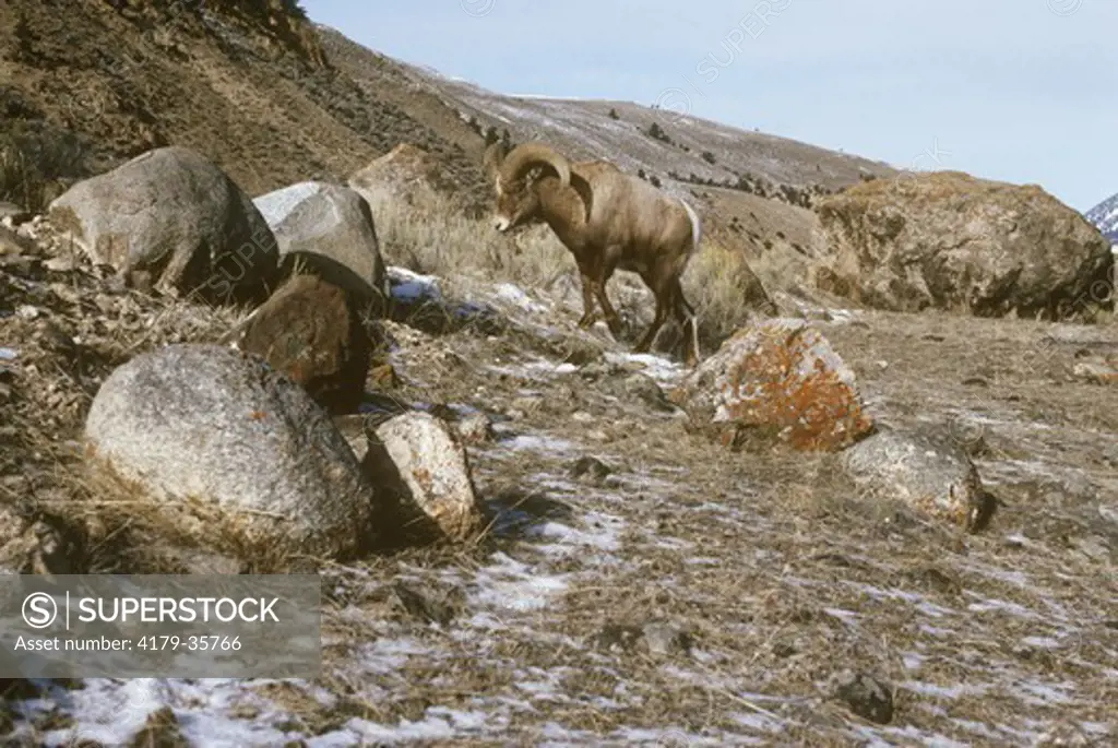 Bighorn Sheep         Ram (Ovis canadensis) Yellowstone Rockies A