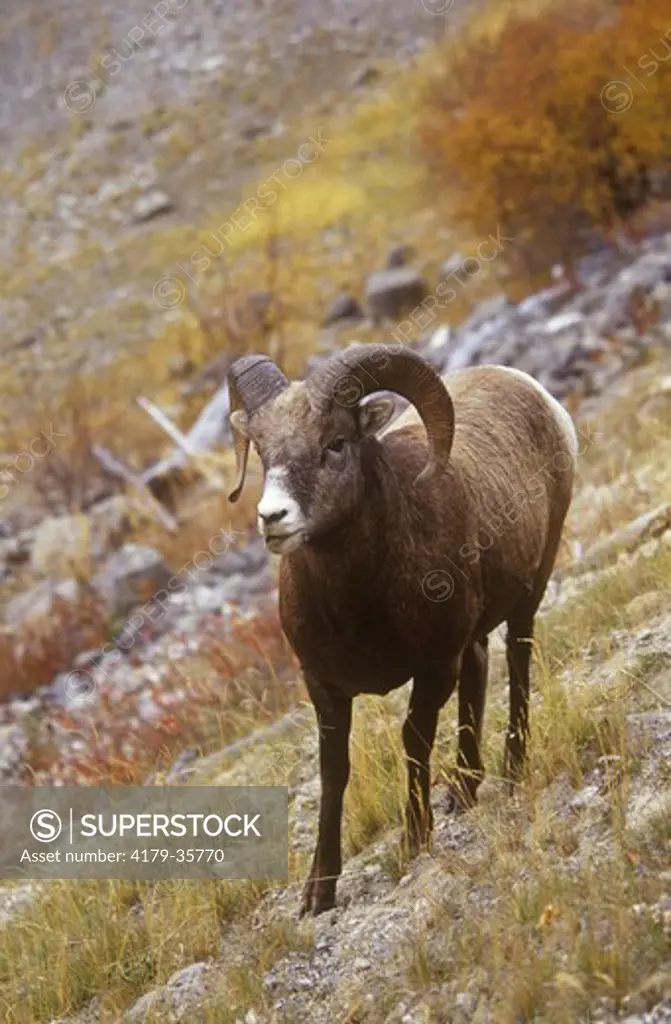 Bighorn Sheep (Ovis canadensis), Jasper Park, Canada