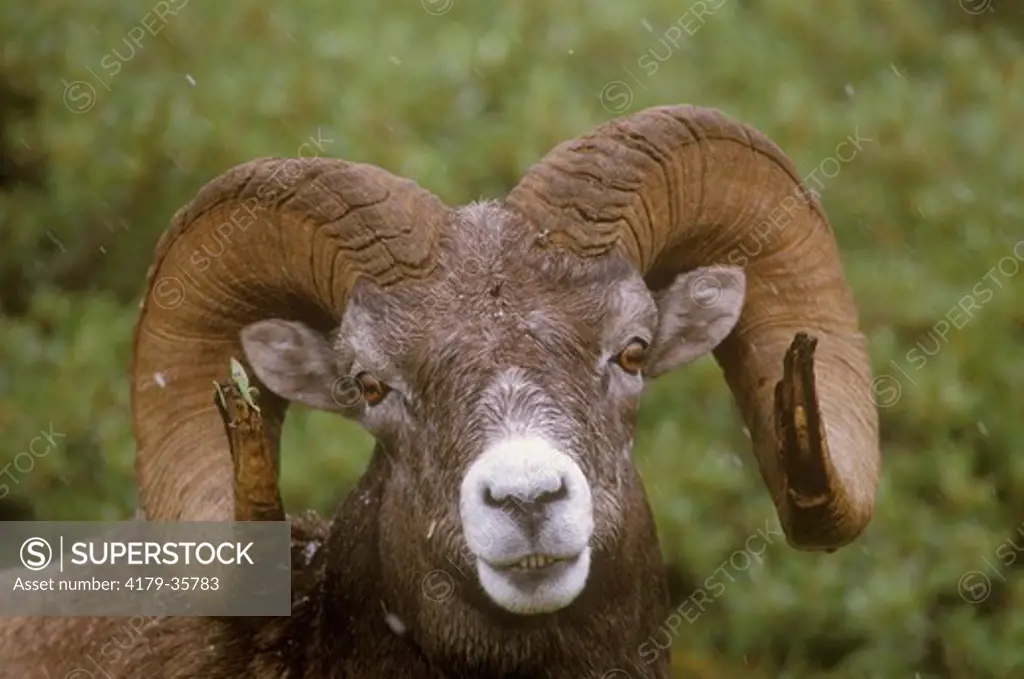 Bighorn Sheep (Ovis canadensis) ram potrait. Jasper NP, Alberta, Canada
