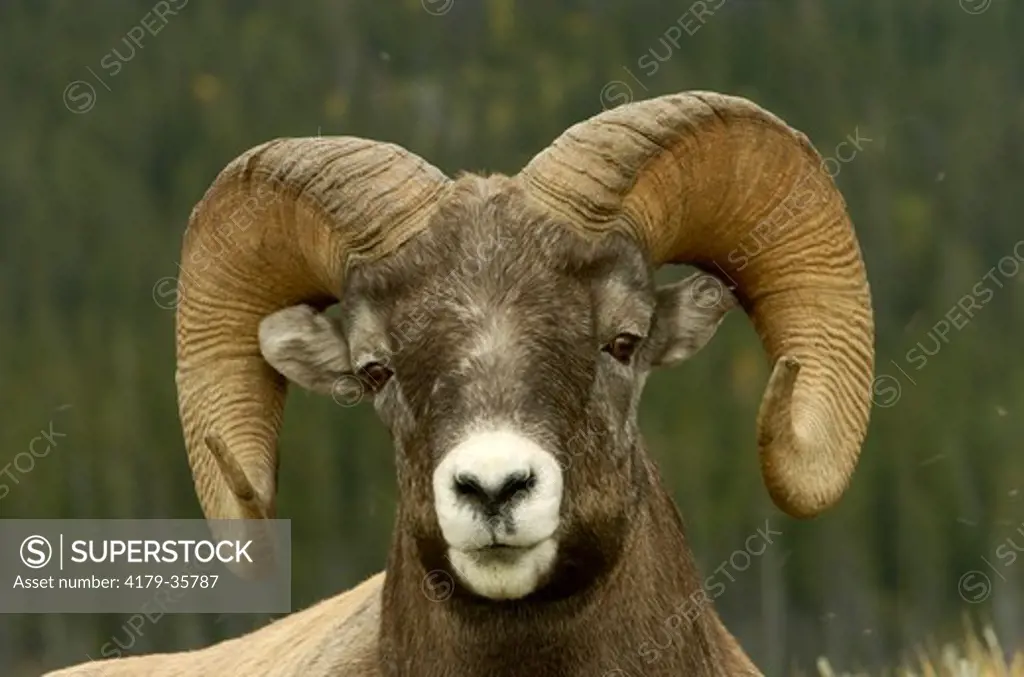Rocky Mountain Bighorn Sheep (Ovis canadensis)  Jasper N.P. Alberta Canada