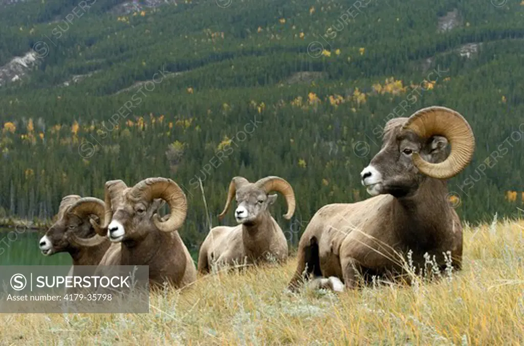 Rocky Mountain Bighorn Sheep (Ovis canadensis)  Jasper N.P. Alberta Canada