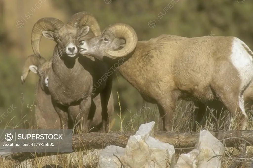 Bighorn Sheep, Rams (Ovis canadensis), Black Hills, Custer State Park, SD