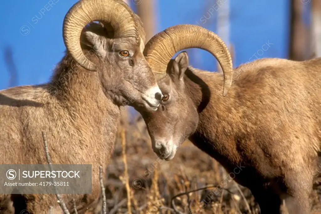 Bighorn Sheep Rams (Ovis canadensis) So. Dakota Black Hills/Custer St. Park
