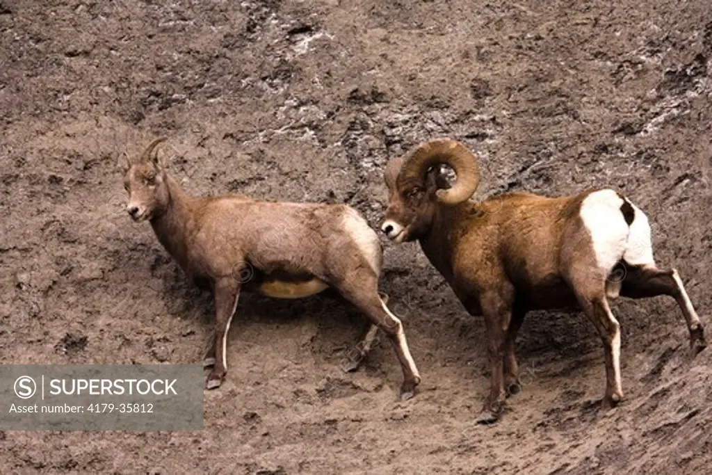 Rocky Mountain Bighorn Sheep Ram and Ewe (Ovis Canadensis) Yellowstone National Park
