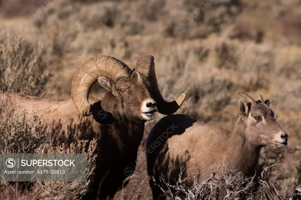 Rocky Mountain Bighorn Sheep (Ovis Canadensis) Yellowstone National Park