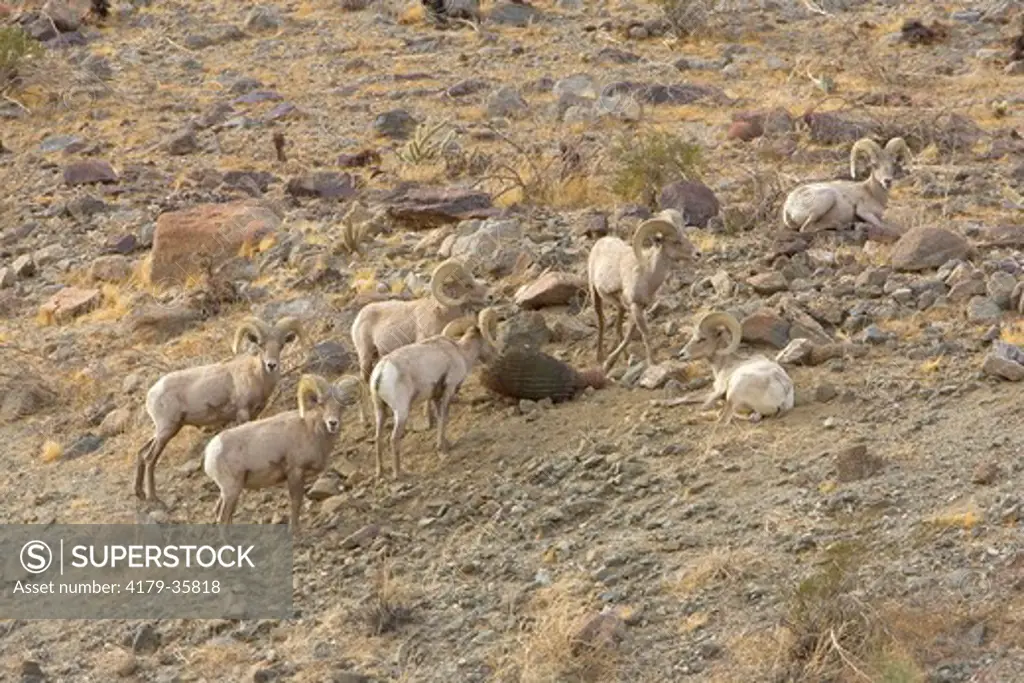 Peninsular Bighorn Sheep (Ovis canadensis cremnobates), group of rams eating barrel cactus, Deep Canyon, Riverside County, California, USA