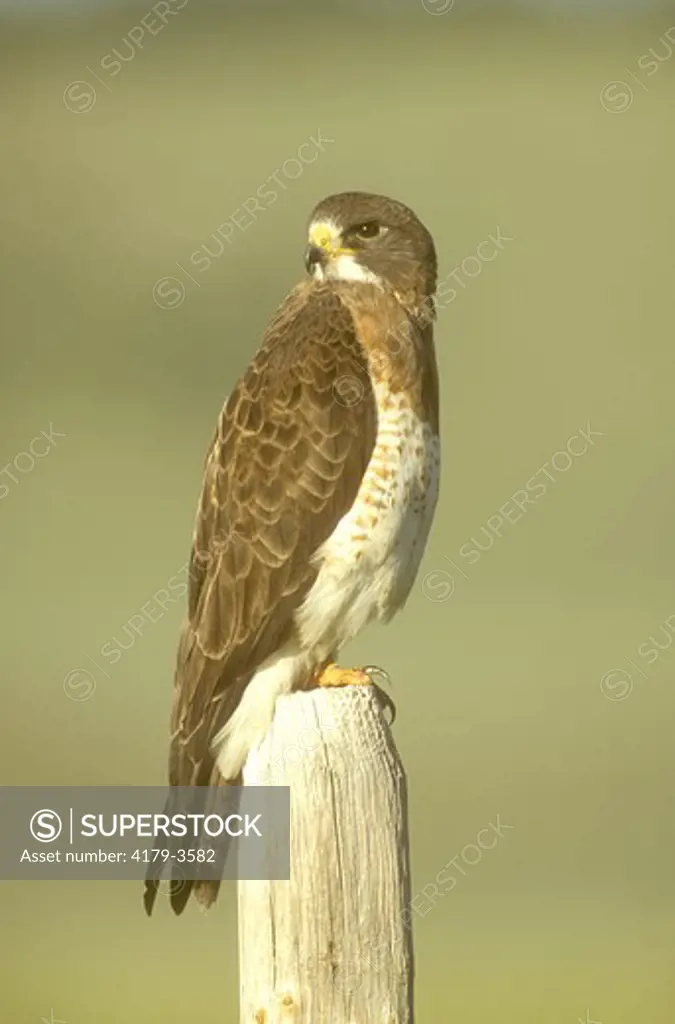 Swainson's Hawk (Buteo swainsoni) Rock Lake NWR/Montana
