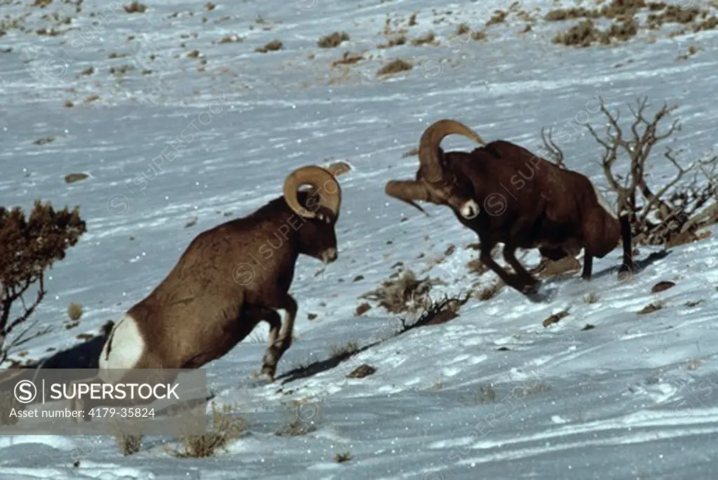 Bighorn Rams Butting (Ovis canadensis) Western Montana
