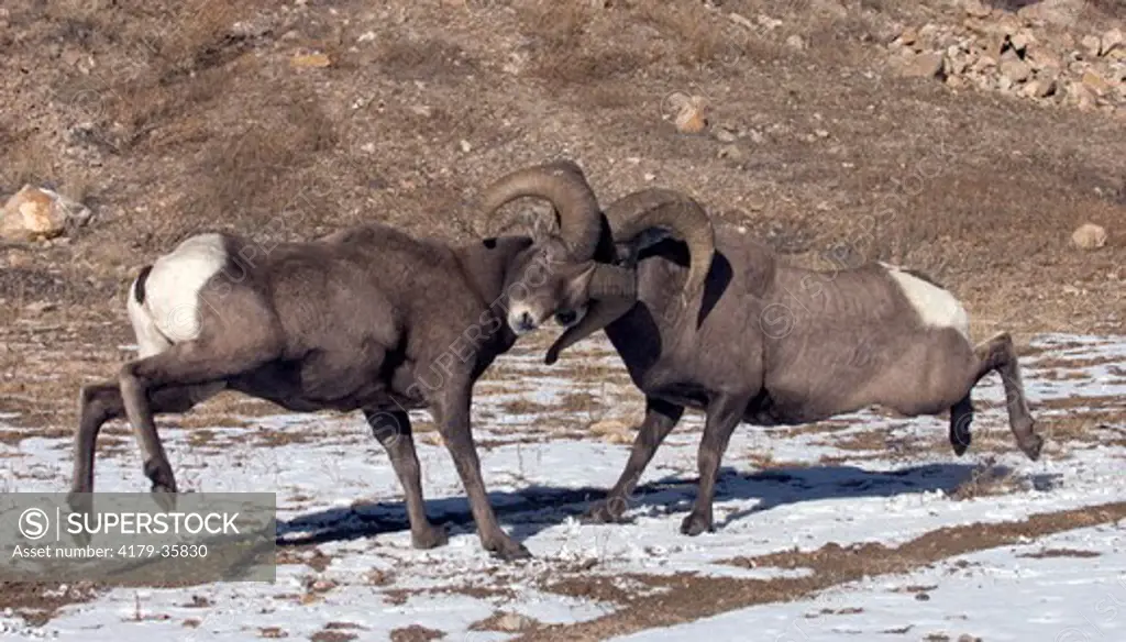 Bighorn Sheep Rams butting heads during the fall rut in Colorado. 11/21/04 (Ovis canadensis)