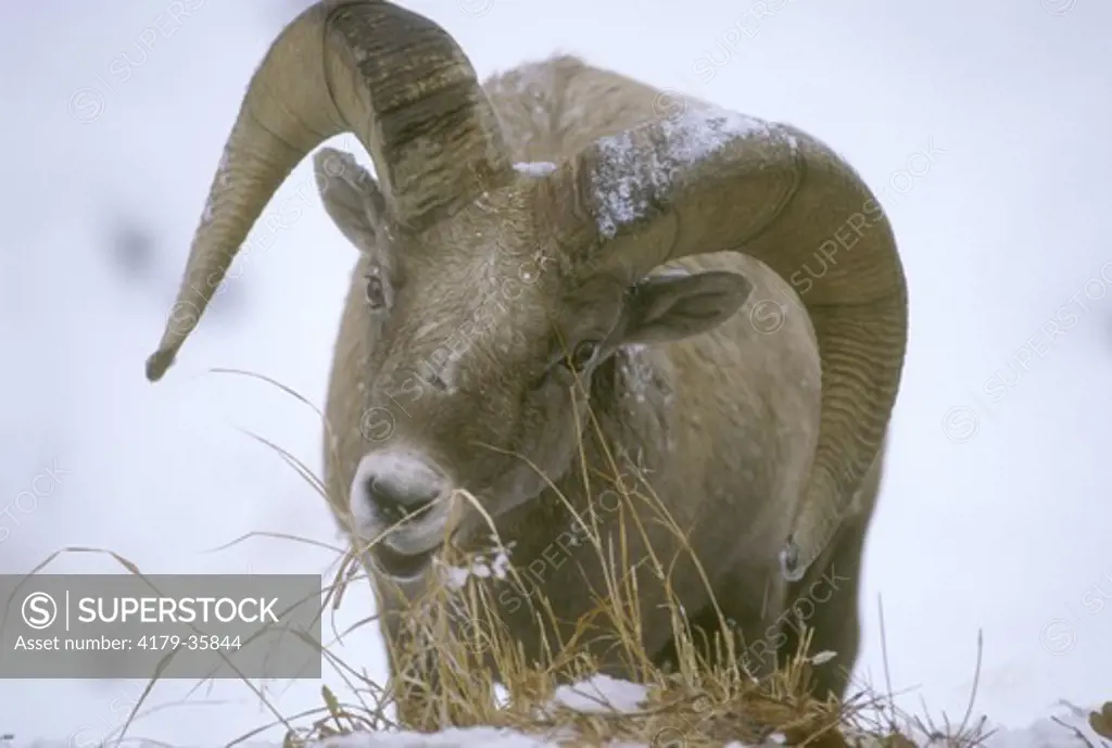 Big Horn Sheep ram (Ovis canadensis) Black Hills Custer S.P., SD, South Dakota